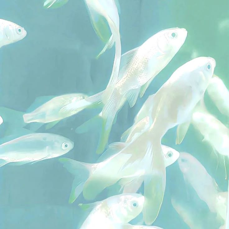 swimming white fishes